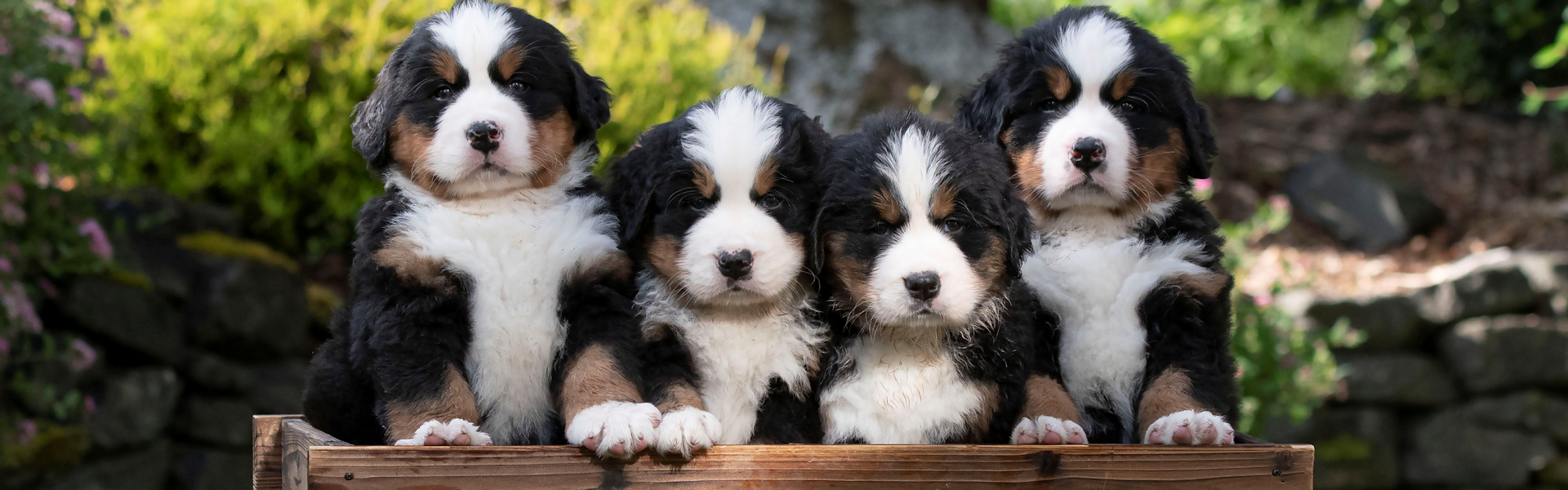 Puppies_Header LK
